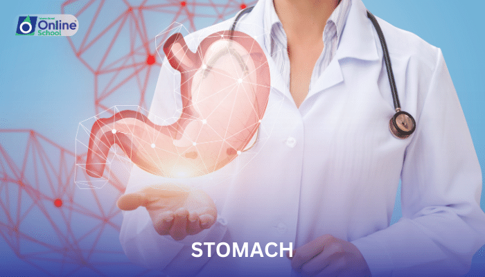 Lesson 03: Structure and Function of the Stomach